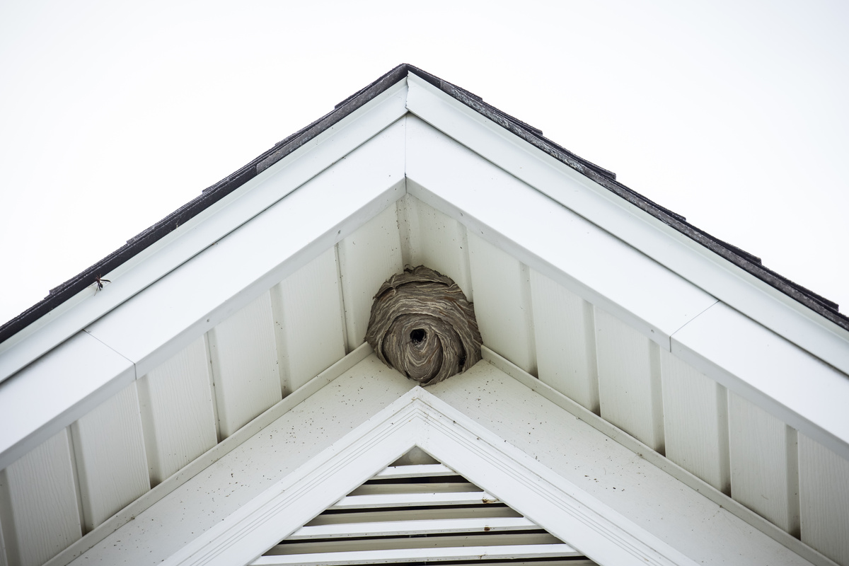 Hornet Nest Troy Ohio